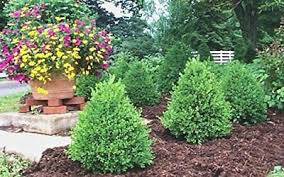 boxwood Buxus x &#39;Green Mountain&#39; 3 gal