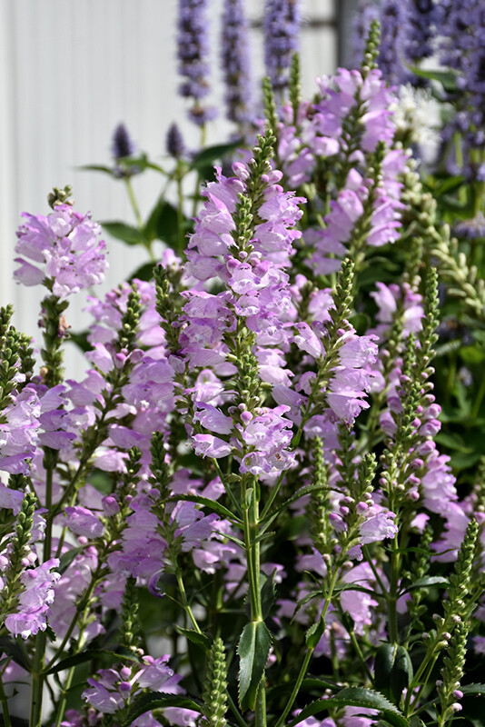 Obedient Plant Physostegia virginiana &#39;Pink Manners&#39; 1 gal