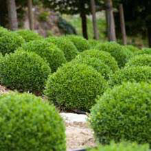 boxwood Buxus x &#39;Green Velvet&#39; 3 gal