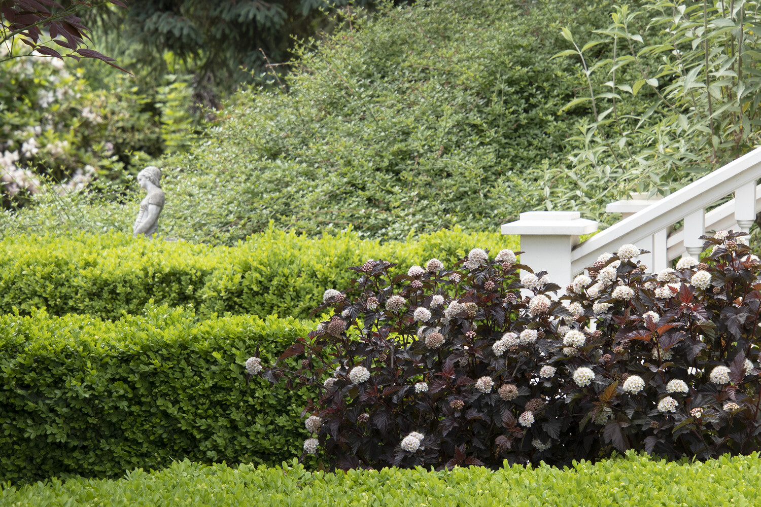 boxwood Buxus x &#39;Green Velvet&#39; 3 gal
