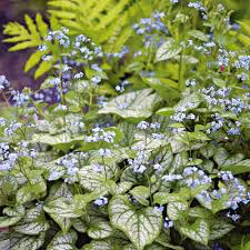 Brunnera macrophylla &#39;Jack Frost&#39; 1 gal