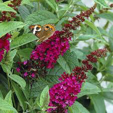 Buddleia x &#39;Miss Molly&#39; 3 Gallon