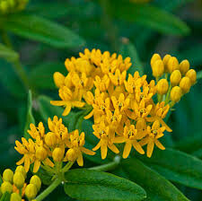 Asclepias tuberosa 'Hello Yellow' 1 gal