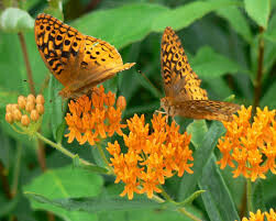 Butterfly Weed Asclepias tuberosa 1 gal