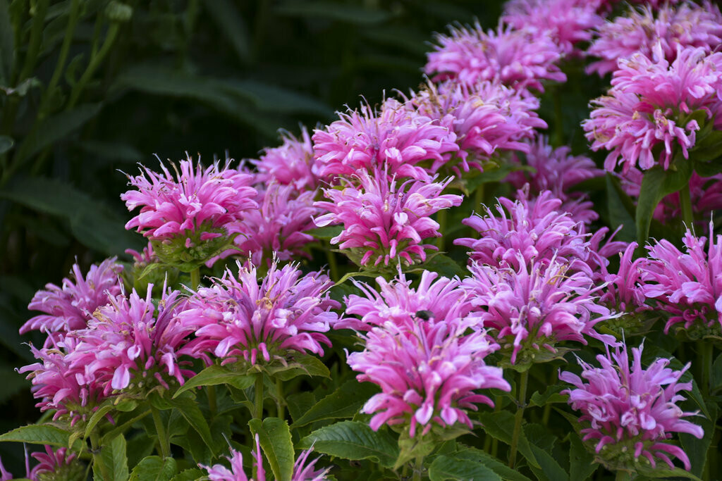 Monarda &#39;Pardon My Pink&#39; 1 gal.