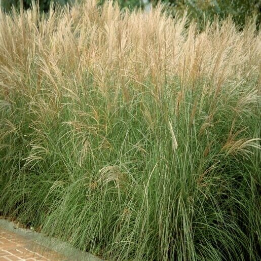 Miscanthus Sinensis &#39;Morning Light&#39; 2 gal.