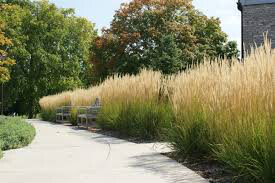 Calamagrostis arundinacea &#39;Karl Foerster&#39; 2 gal