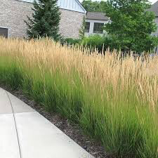 Calamagrostis arundinacea &#39;Karl Foerster&#39; 2 gal