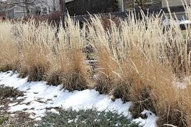Calamagrostis arundinacea &#39;Karl Foerster&#39; 2 gal
