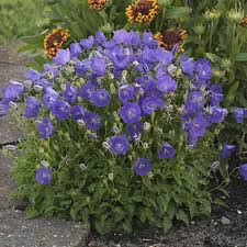 Campanula carpatica &#39;Rapido Blue&#39; 1 gal