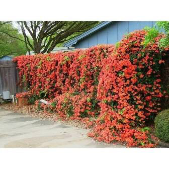 Campsis Trumpet Vine Summer Jazz Fire 2 gal.