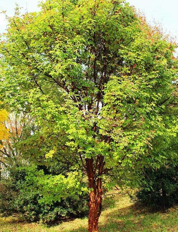Acer griseum  paperbark 7 gal
