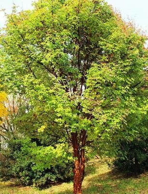Acer griseum  paperbark 7 gal
