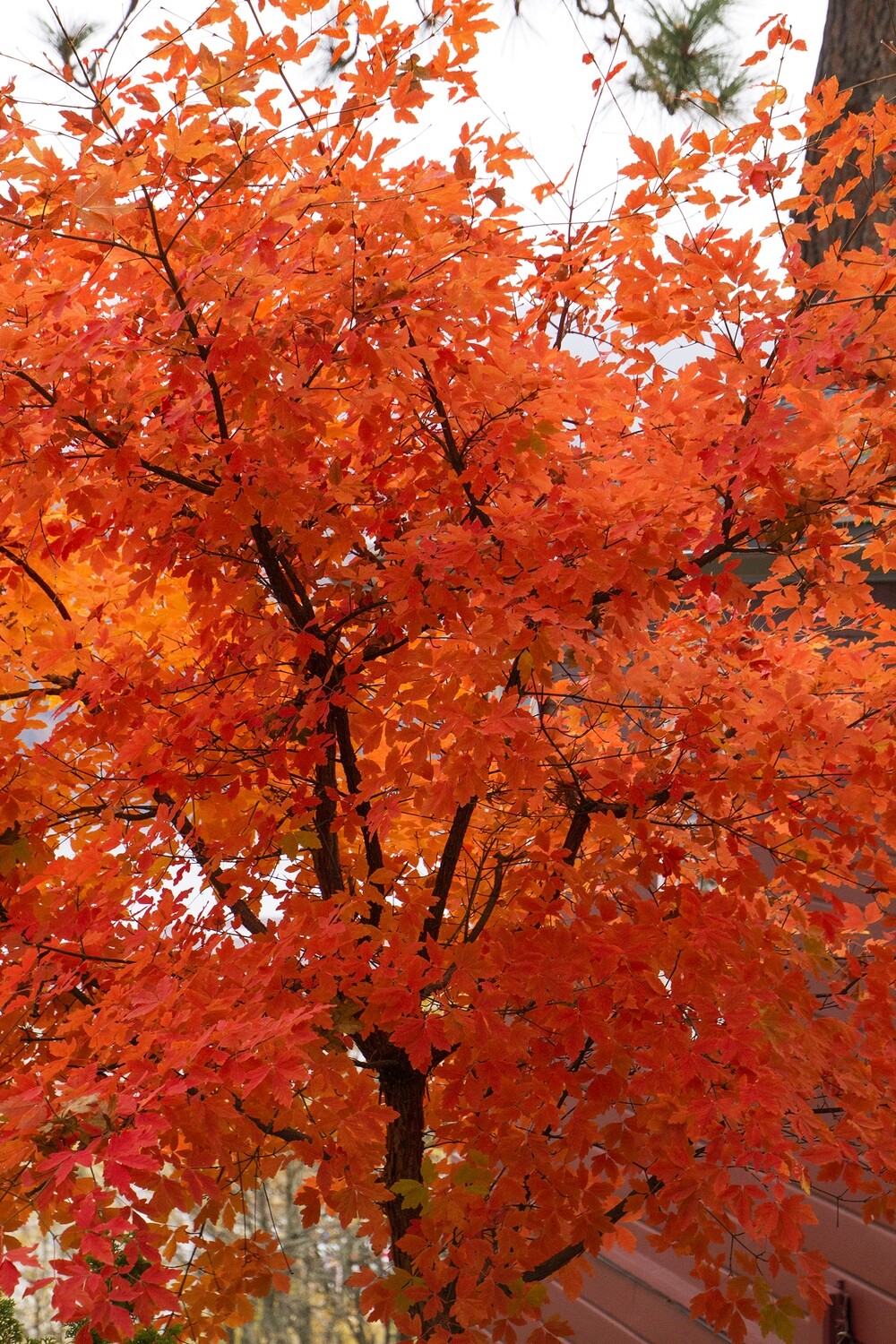 Acer griseum  paperbark 7 gal