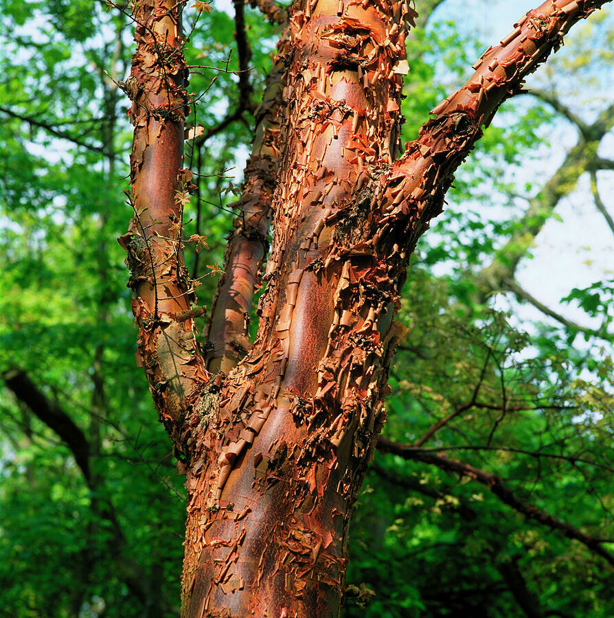 Acer griseum 15 gal