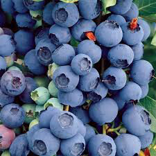 Blueberry Vaccinium corymbosum &#39;Bluecrop&#39; 3 gal