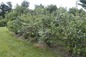 Blueberry Vaccinium corymbosum &#39;Bluecrop&#39; 3 gal