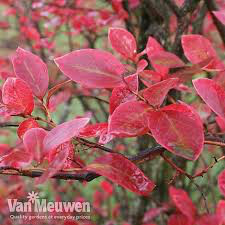 Blueberry Vaccinium corymbosum &#39;Bluecrop&#39; 3 gal