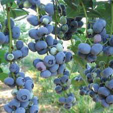 Vaccinium Hybrid &#39;3 in 1&#39; 5 gal