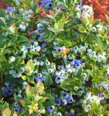 Vaccinium corymbosum &#39;Jelly Bean&#39; 2 gal
