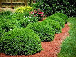 boxwood Buxus x &#39;Green Velvet&#39; 3 gal