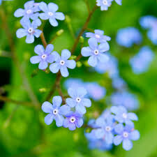 Brunnera macrophylla 'Jack Frost' 1 gal