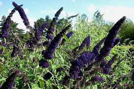 butterfly bush Buddleia Davidii &#39;Black Knight&#39; 3 gal