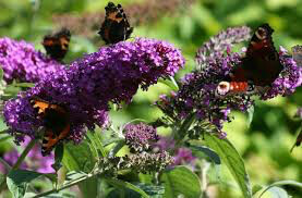 butterfly bush Buddleia Davidii &#39;Black Knight&#39; 3 gal
