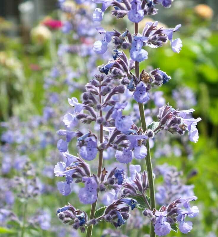 Catmint Nepeta 'Six Hills Giant' 2 gal