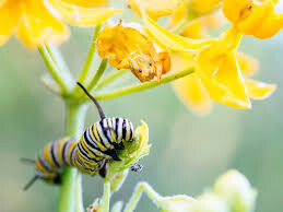 Asclepias tuberosa &#39;Hello Yellow&#39; 1 gal