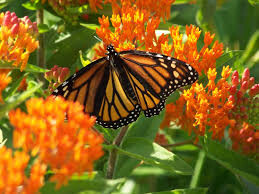 Butterfly Weed Asclepias tuberosa 1 gal
