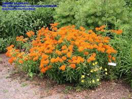 Butterfly Weed Asclepias tuberosa 1 gal