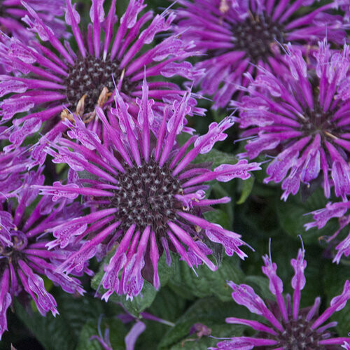 Monarda &#39;Leading Lady Plum&#39; 1 gal