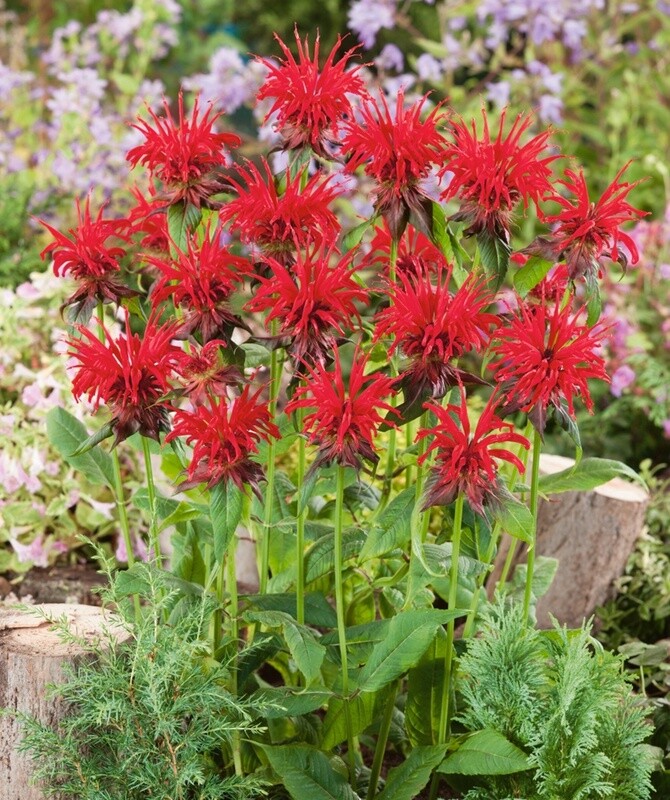 Monarda didyma &#39;Jacob Cline&#39; #2