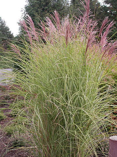 Miscanthus Sinensis &#39;Morning Light&#39; 2 gal.