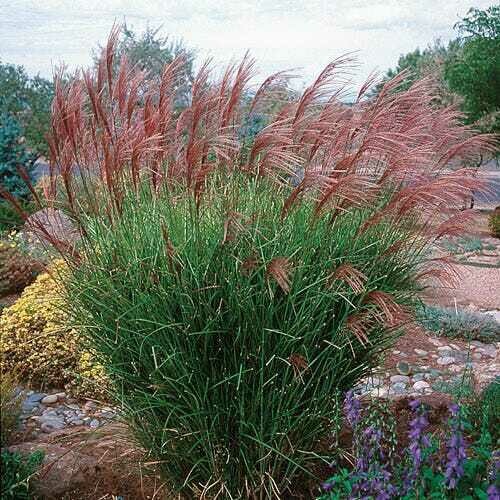 Miscanthus Sinensis `Gracillimus`3 gal.