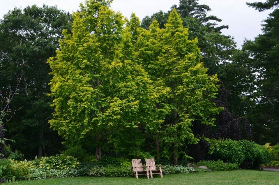 redwood dawn Metasequoia Glyptostroboides 15 gal