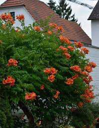 Campsis Trumpet Vine Summer Jazz Fire 2 gal.