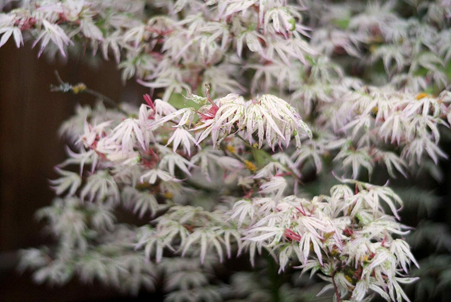 Acer palmatum &#39;Ukigumo&#39; 25 gal