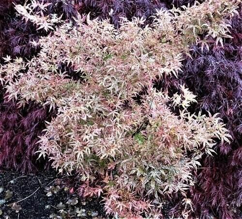 Acer palmatum &#39;Ukigumo&#39; 25 gal