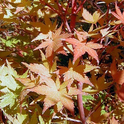 Acer palmatum 'Jiro shidare' 25 gal