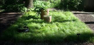 Carex Grass Pensylvanica 1 qt.