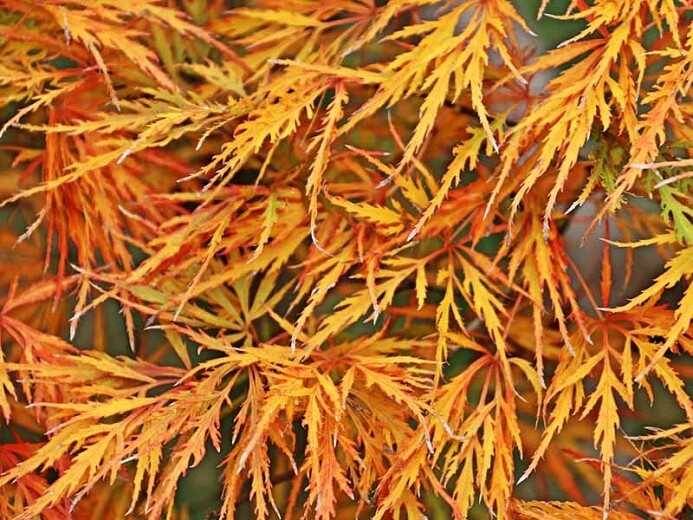 Acer palmatum dissectum &#39;Viridis&#39; 5 gal