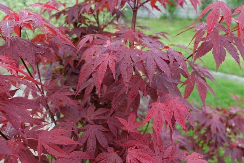 Acer palmatum &#39;Wolff&#39; 5 gal