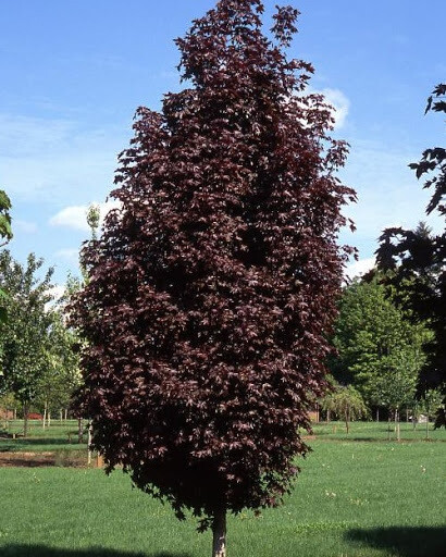 maple acer  &#39;Crimson Sunset&#39; 15 gal