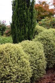 boxwood Buxus sinica &#39;Sunburst&#39; 2 gal