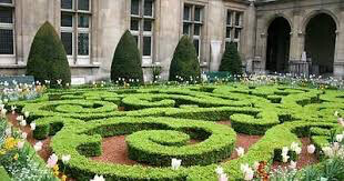 boxwood Buxus x &#39;Green Mountain&#39; 3 gal
