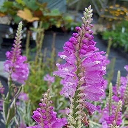 Obedient Plant Physostegia virginiana &#39;Pink Manners&#39; 1 gal