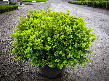 boxwood Buxus x &#39;Green Velvet&#39; 3 gal