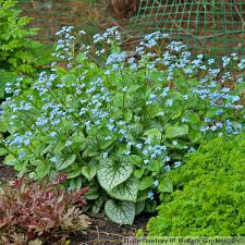 Brunnera macrophylla &#39;Jack Frost&#39; 1 gal